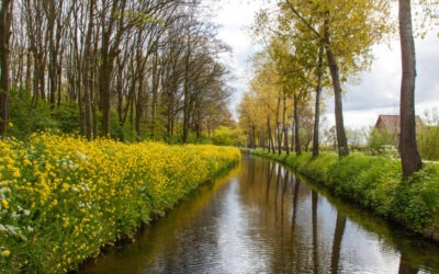 Het belang van kelder waterdicht maken: tips voor huiseigenaren in Limburg